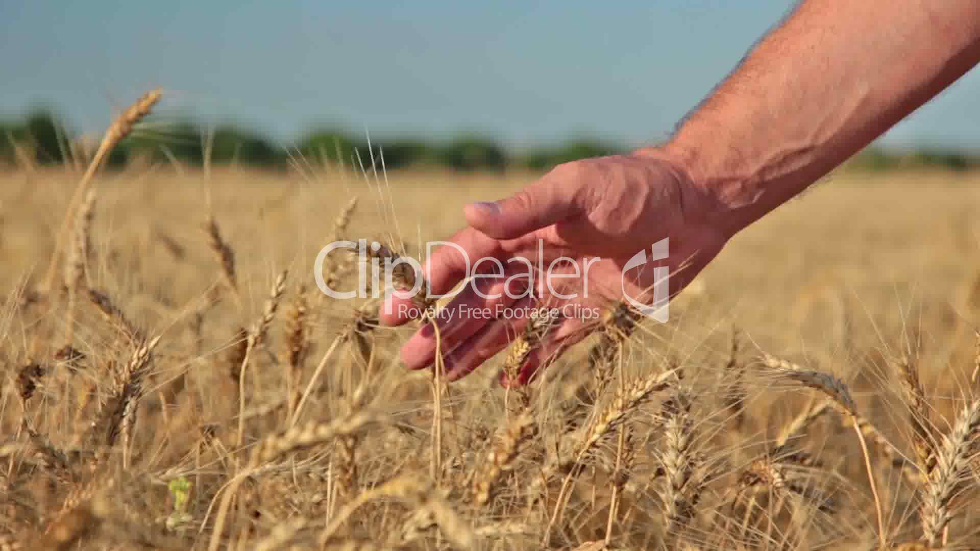 Good harvest: Royalty-free video and stock footage